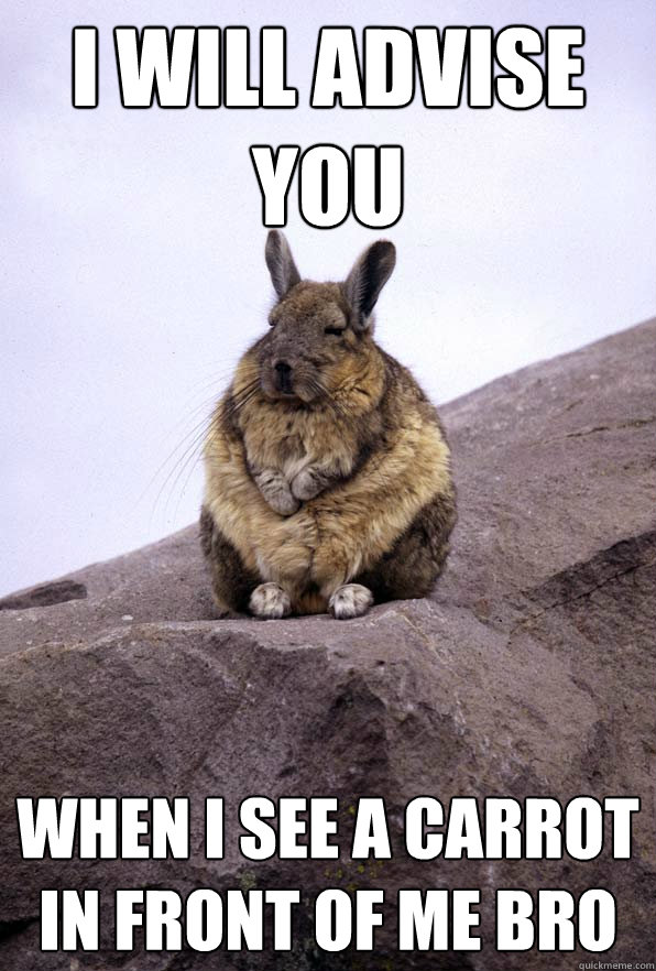 I will advise you When i see a carrot in front of me bro  Wise Wondering Viscacha