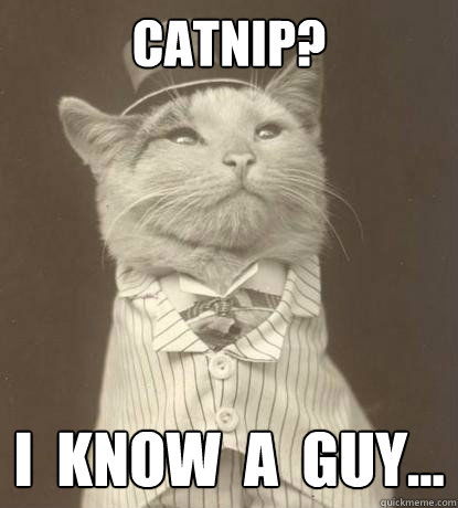 CATNIP? I  KNOW  A  GUY... - CATNIP? I  KNOW  A  GUY...  Aristocat