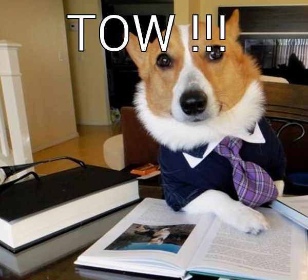 TOW !!!  Lawyer Dog