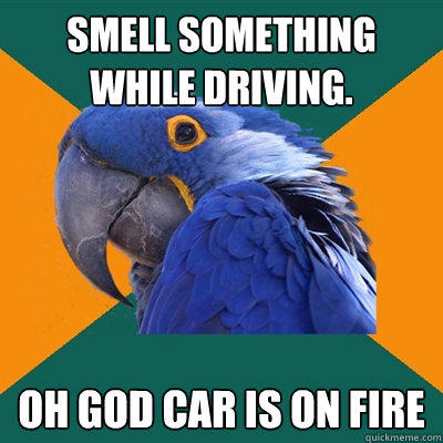 Smell something while driving. oh god car is on fire - Smell something while driving. oh god car is on fire  Paranoid Parrot