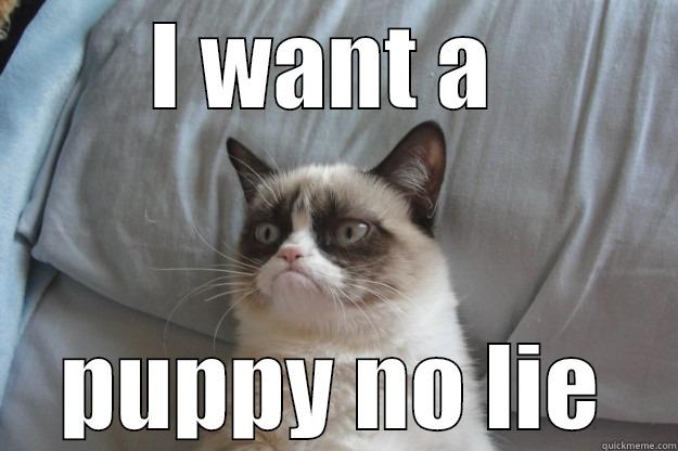 I WANT A  PUPPY NO LIE Grumpy Cat