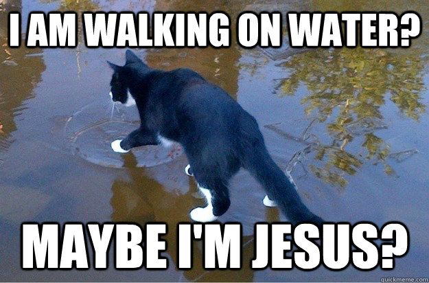 i am walking on water? maybe i'm JESUS? - i am walking on water? maybe i'm JESUS?  Jesus Cat