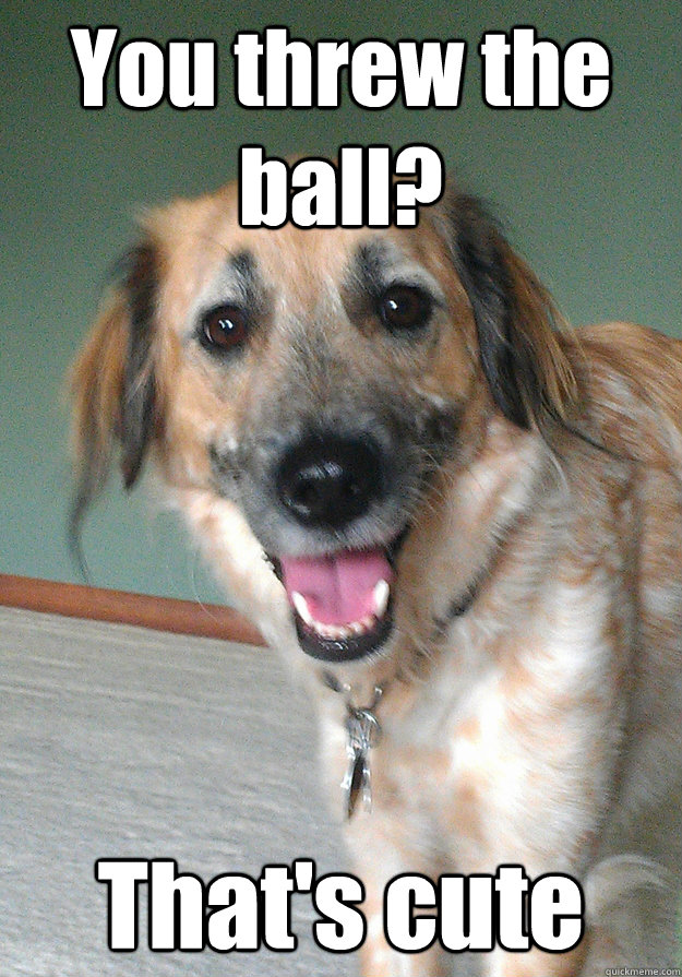 You threw the ball? That's cute - You threw the ball? That's cute  Apathetic Dog