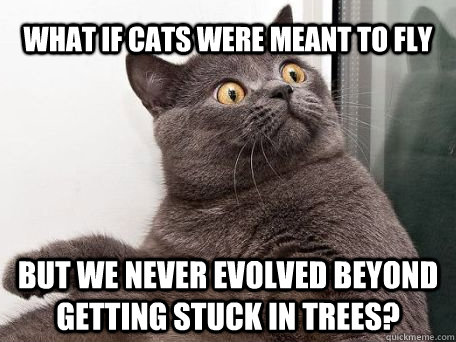 WHAT IF cats were meant to fly But we never evolved beyond getting stuck in trees?  conspiracy cat