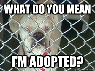 what do you mean  i'm adopted? - what do you mean  i'm adopted?  Extremely Sad Dog