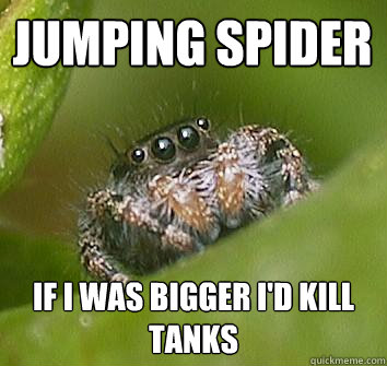 Jumping spider if I was bigger i'd kill tanks  Misunderstood Spider