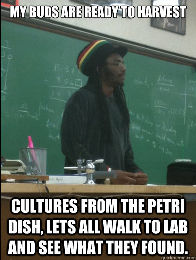 My buds are ready to Harvest cultures from the petri dish, lets all walk to lab and see what they found.  Rasta Science Teacher