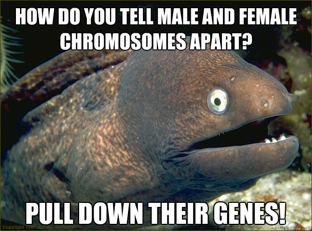 How do you tell male and female chromosomes apart? Pull down their genes! - How do you tell male and female chromosomes apart? Pull down their genes!  Bad Joke Eel