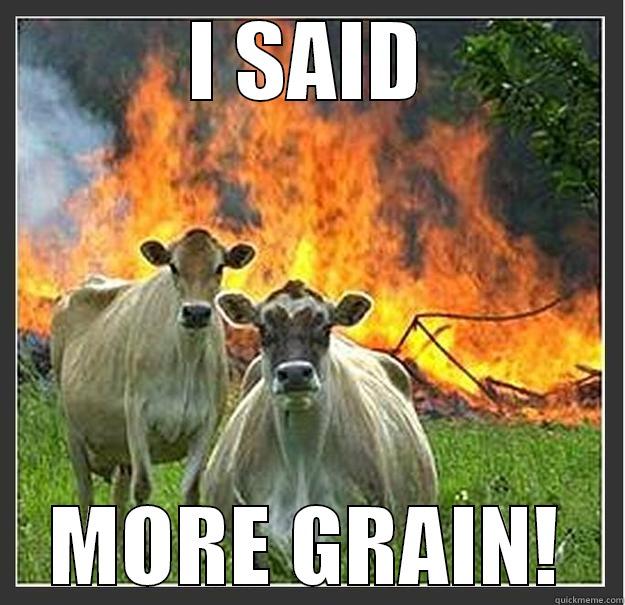 Hungry Cows - I SAID MORE GRAIN! Evil cows