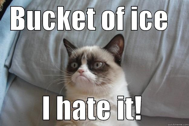 BUCKET OF ICE  I HATE IT! Grumpy Cat