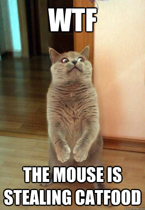 WTF The mouse is stealing catfood  Horrorcat