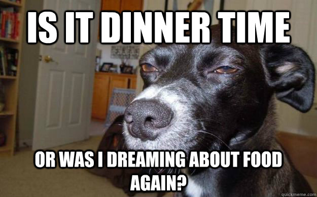 Is it dinner time or was I dreaming about food again?  Skeptical Mutt