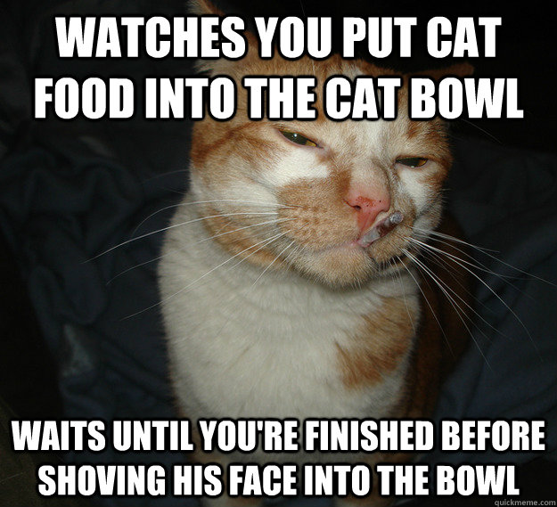 Watches you put cat food into the cat bowl Waits until you're finished before shoving his face into the bowl - Watches you put cat food into the cat bowl Waits until you're finished before shoving his face into the bowl  Cool Cat Craig