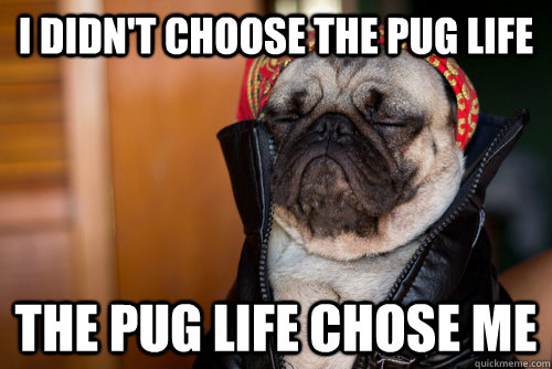 I didn't choose the pug life the pug life chose me  Pug Life