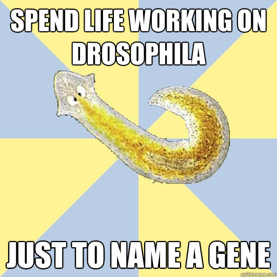 spend life working on drosophila just to name a gene  Bio Major Planarian