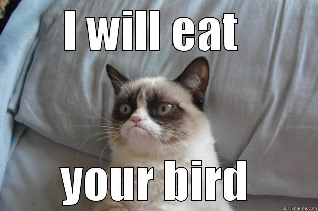 I WILL EAT  YOUR BIRD Grumpy Cat