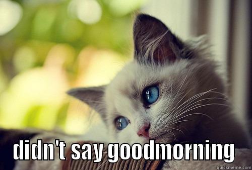 good morning kitty - YOU JUST SCROLLED BY AND  DIDN'T SAY GOODMORNING First World Problems Cat