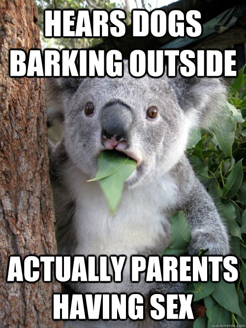 Hears dogs barking outside Actually parents having sex  Surprised Koala