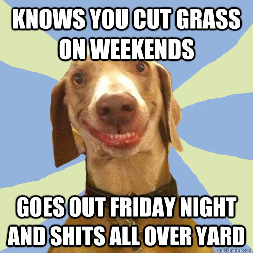 knows you cut grass on weekends goes out friday night and shits all over yard  Disgusting Doggy