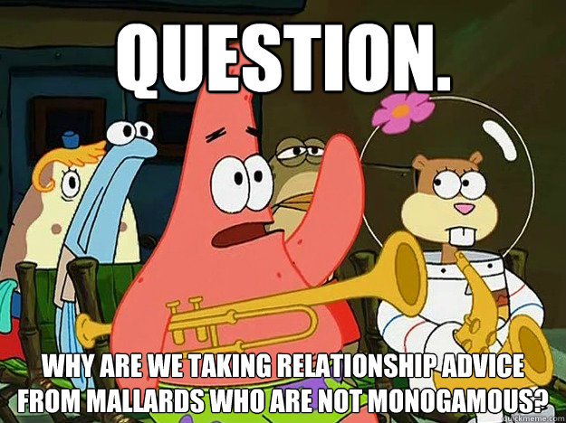 Question. Why are we taking relationship advice from mallards who are not monogamous?    Question Asking Patrick