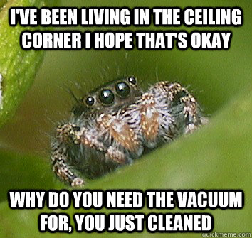 I've been living in the ceiling corner I hope that's okay why do you need the vacuum for, you just cleaned  Misunderstood Spider