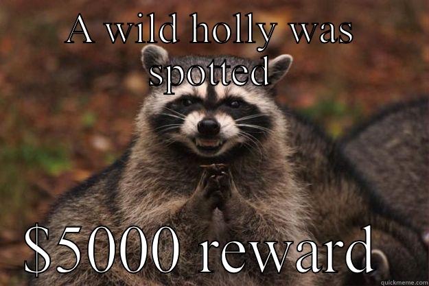 A WILD HOLLY WAS SPOTTED $5000 REWARD  Evil Plotting Raccoon