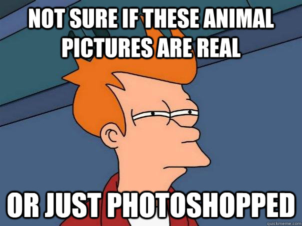 Not sure if these animal pictures are real or just photoshopped  Futurama Fry