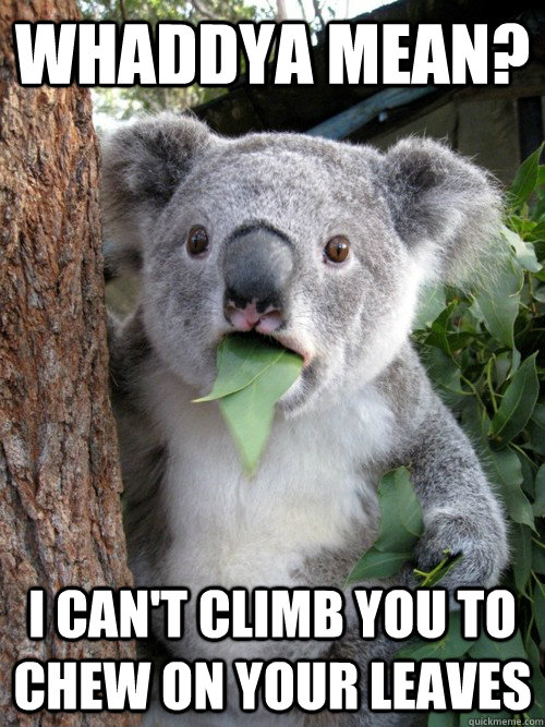 Whaddya mean? I can't climb you to chew on your leaves  koala bear