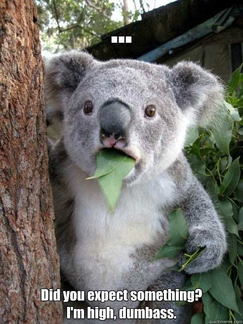 ... Did you expect something? 
I'm high, dumbass. - ... Did you expect something? 
I'm high, dumbass.  Stoned Koala