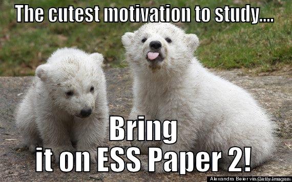 THE CUTEST MOTIVATION TO STUDY.... BRING IT ON ESS PAPER 2! Misc