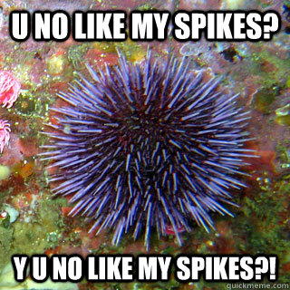 U NO LIKE MY SPIKES? Y U NO LIKE MY SPIKES?!  Awkward Sea Urchin