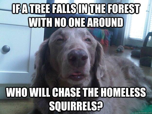 If a tree falls in the forest with no one around Who will chase the homeless squirrels?  10 Dog