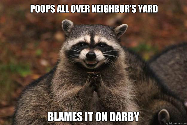 Poops all over neighbor's yard Blames it on Darby
 - Poops all over neighbor's yard Blames it on Darby
  Evil Plotting Raccoon