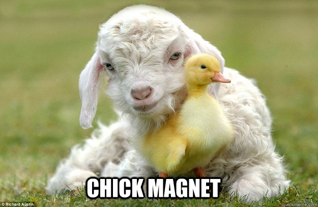 CHICK MAGNET  