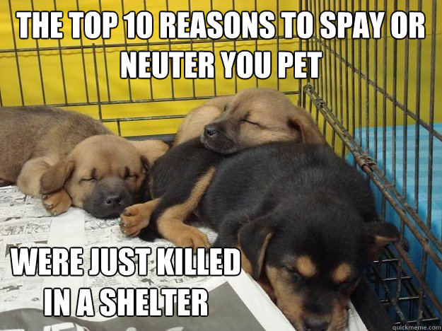 The top 10 reasons to spay or neuter you pet Were just killed in a shelter - The top 10 reasons to spay or neuter you pet Were just killed in a shelter  Sad Truth