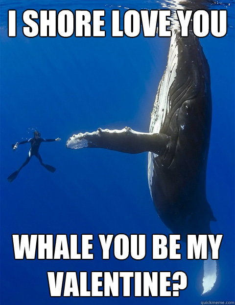 I shore love you whale you be my valentine? - I shore love you whale you be my valentine?  I love having pun