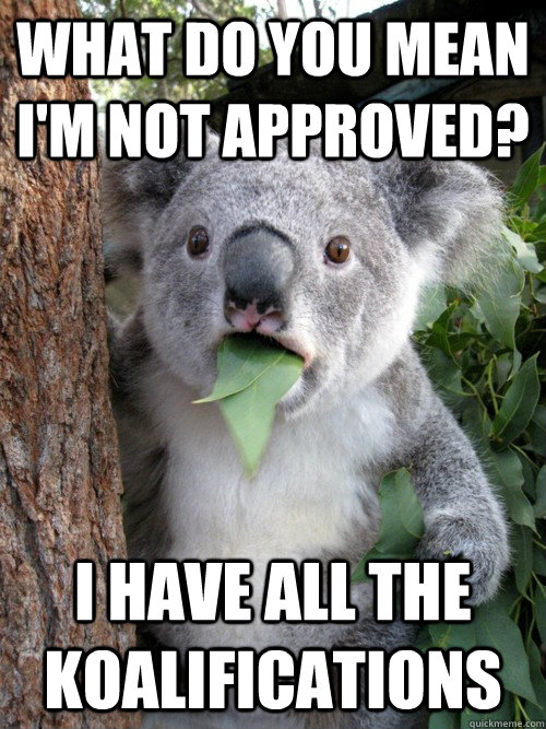 What do You mean I'm not Approved? I have All the Koalifications - What do You mean I'm not Approved? I have All the Koalifications  koala bear