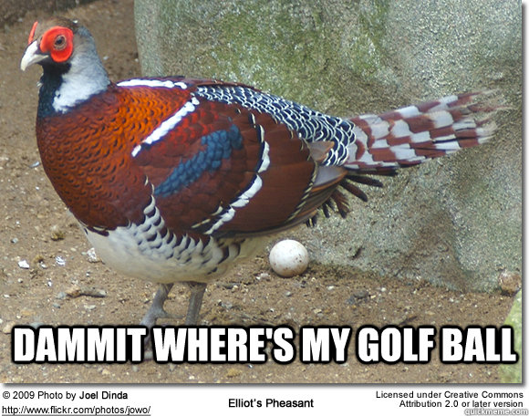  dammit where's my golf ball -  dammit where's my golf ball  Golf Pheasant