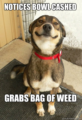 notices bowl cashed grabs bag of weed  Good Dog Greg