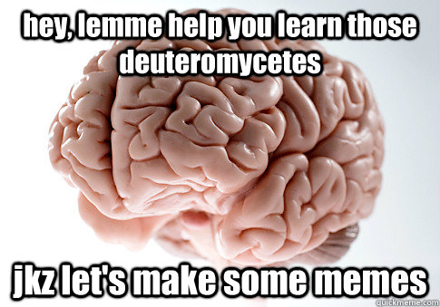 hey, lemme help you learn those deuteromycetes jkz let's make some memes   Scumbag Brain