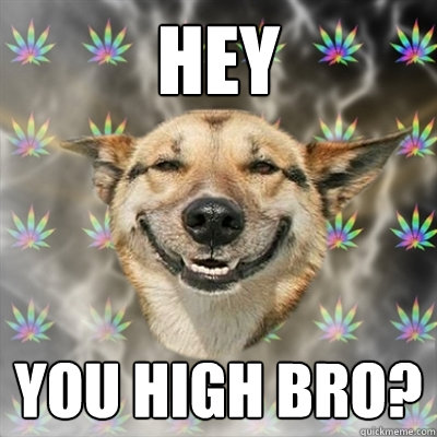 Hey You high bro?  Stoner Dog