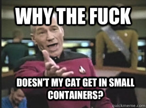 why the fuck doesn't my cat get in small containers?  Annoyed Picard