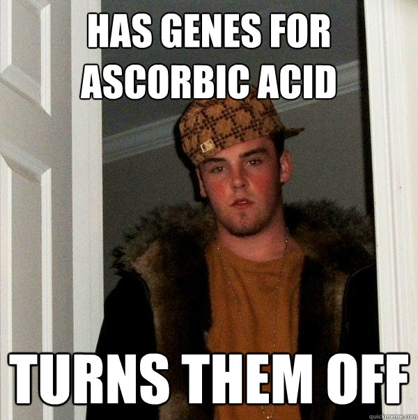 Has genes for ascorbic acid turns them off  Scumbag Steve