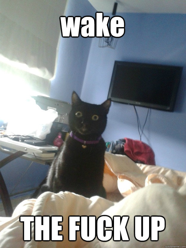 wake THE FUCK UP  overly attached cat