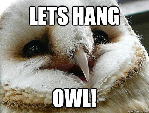 lets hang owl!  - lets hang owl!   Punny Owl