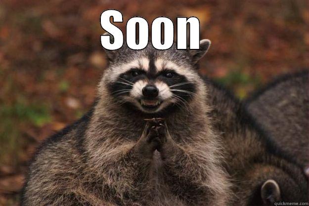 Soon... Soon - SOON  Evil Plotting Raccoon