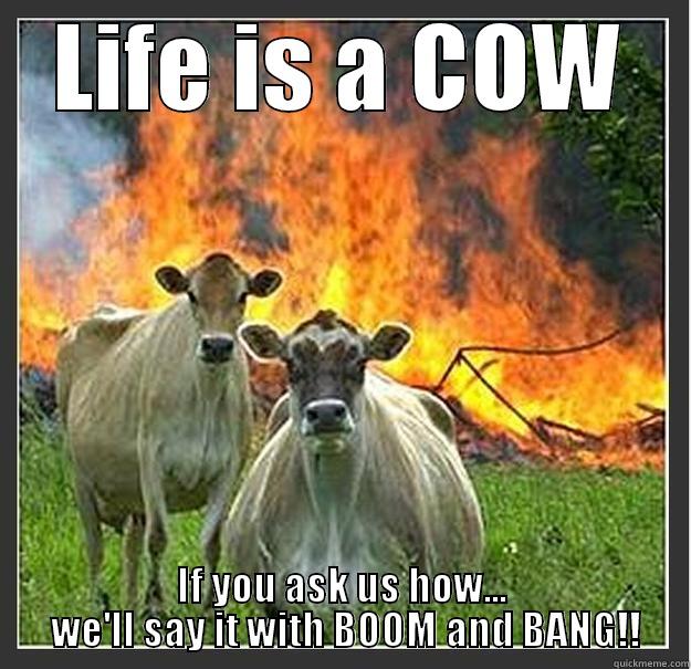 LIFE IS A COW IF YOU ASK US HOW...  WE'LL SAY IT WITH BOOM AND BANG!! Evil cows