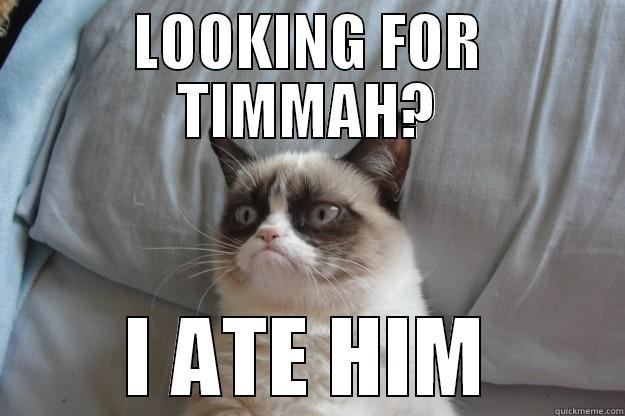 LOOKING FOR TIMMAH? I ATE HIM Grumpy Cat