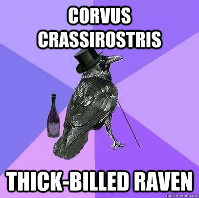 Corvus crassirostris  Thick-billed Raven - Corvus crassirostris  Thick-billed Raven  Rich Raven