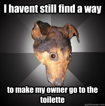 I havent still find a way to make my owner go to the toilette  Depression Dog